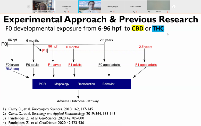 KriWillett's tweet photo. Scientific meetings here we (virtually) come... South Central #SOT today, #SETAC next week. Zach is sharing our #THC and #CBD #zfish work https://t.co/nazp4qVveG