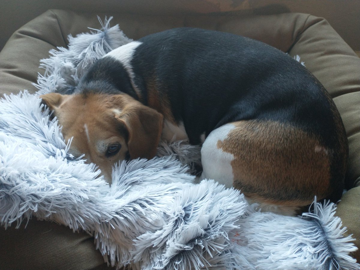 Princess Coopy is so pleased with her new blanket. 😄
.
.
.
#Dog #dogsoftwitter #dogs #weekendvibes #beagle #beaglesoftwitter