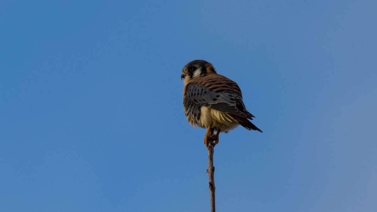 JohnReedPavan's tweet photo. American Kestrel after the rain on the Western Edge of Randall's Island.
#americankestrel #kestrel #kestrelsoftwitter #birds #birdsoftwitter #raptors #raptorsoftwitter #wildlife #wildlifephotography #randallsisland #nyparks #nybirds #birdny https://t.co/Ku7ZOEN0eN