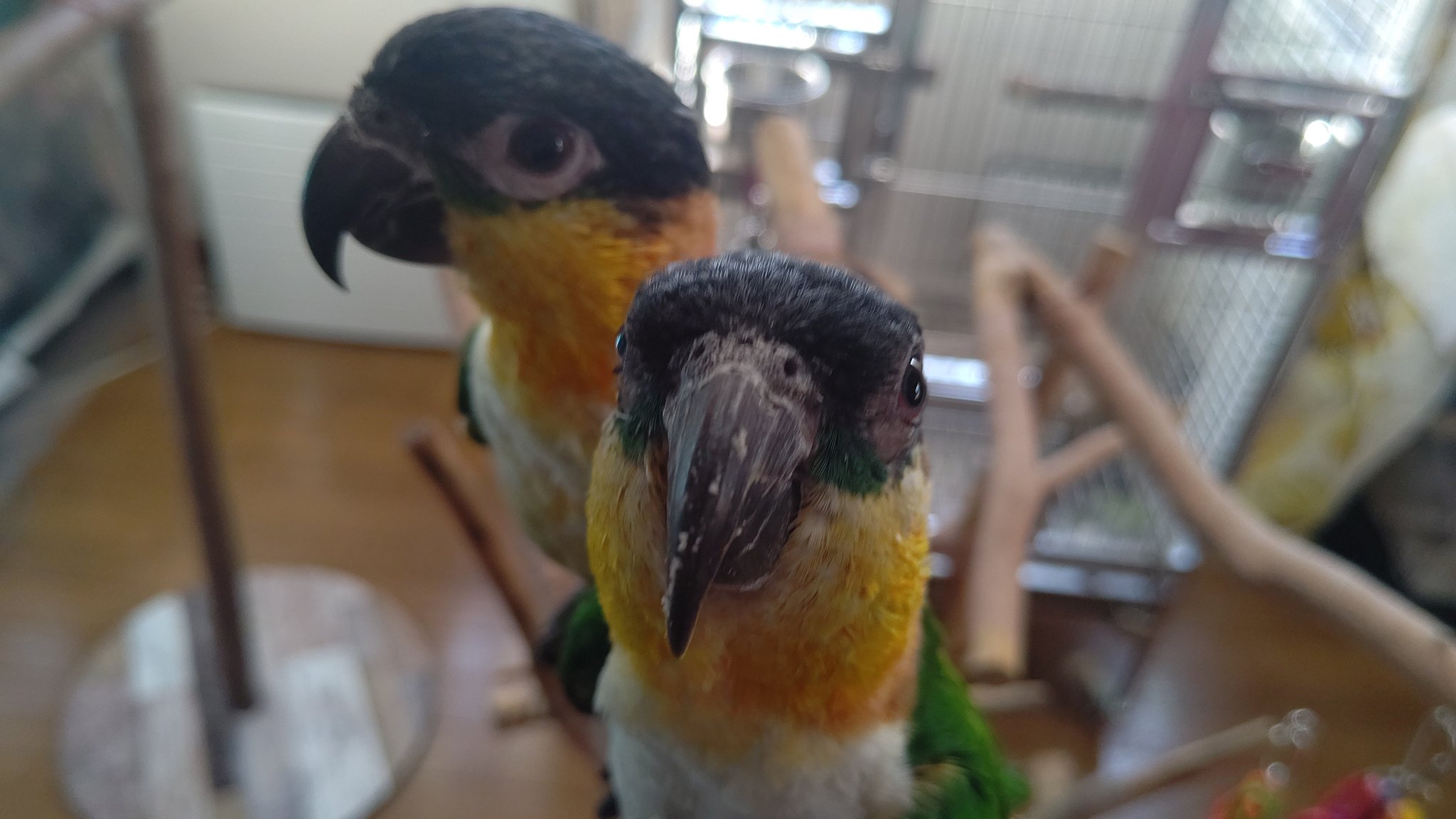 ズグロ Twitter Search Twitter
