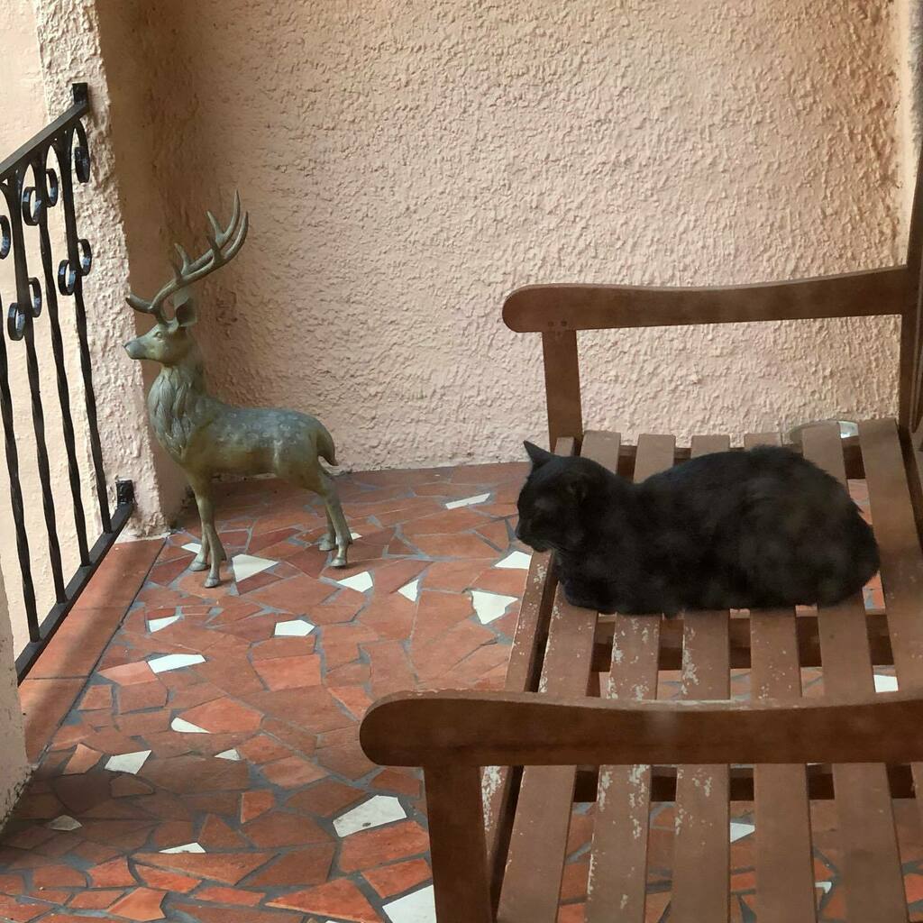 Nummymuffin's tweet photo. This beautiful loaf is being a very good #guardcat. #BlackieLongtail #purranda #guardcatonduty #respectthevoid #guardcatsofinstagram https://t.co/mExVy7Beuu https://t.co/xvrEMVrtkX