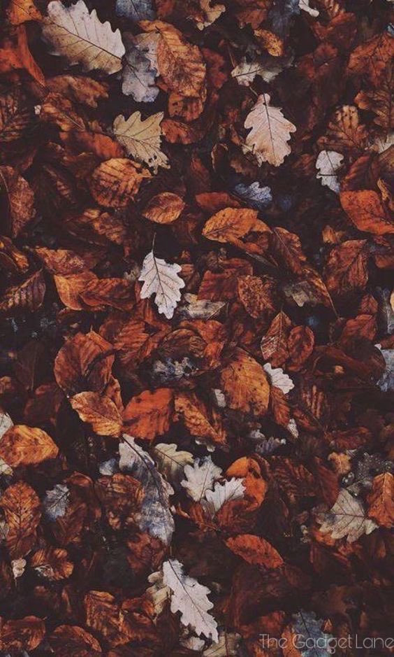 CutesimYT's tweet photo. ✨🧡Just fall things 🧡✨ https://t.co/0h6Yx24GX4