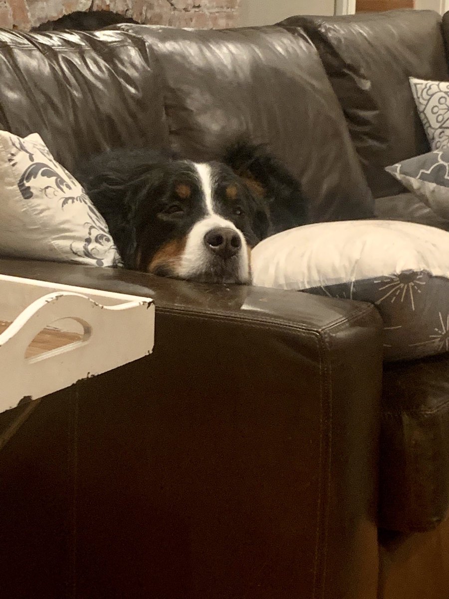 LynnGriffor's tweet photo. @Zipper Cooper has had a week! https://t.co/yuvvLLIBW8