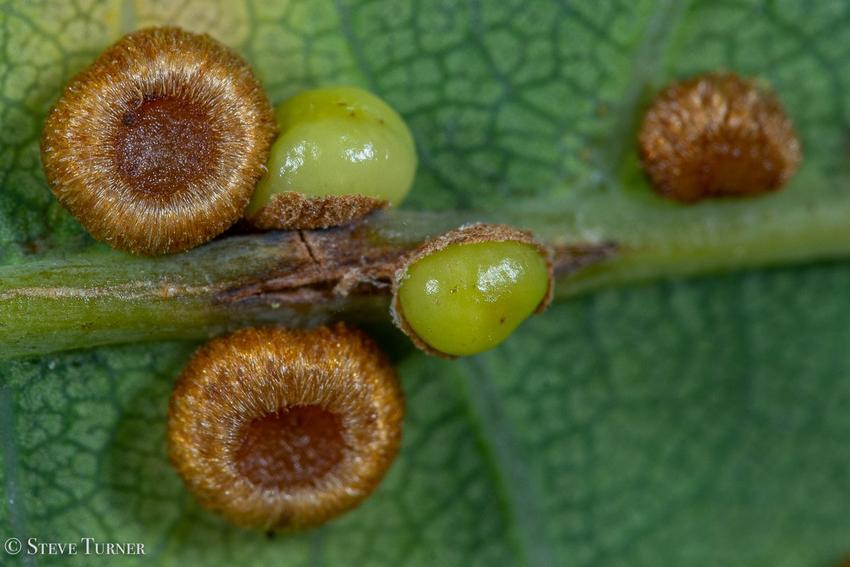 photon_gatherer's tweet photo. #BrynCethin #FridayFlashback #002
Plenty of Andricus &amp; Neuroterus #oak #gall action observed back in September. #derw
#quercusworld #colour #Ceredigion #Wales #biodiversity #nature angle shades #moth #autumn #Autumnwatch #quercus #andricus https://t.co/3oIX6FEapc