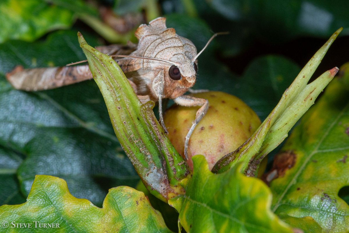 photon_gatherer's tweet photo. #BrynCethin #FridayFlashback #002
Plenty of Andricus &amp; Neuroterus #oak #gall action observed back in September. #derw
#quercusworld #colour #Ceredigion #Wales #biodiversity #nature angle shades #moth #autumn #Autumnwatch #quercus #andricus https://t.co/3oIX6FEapc