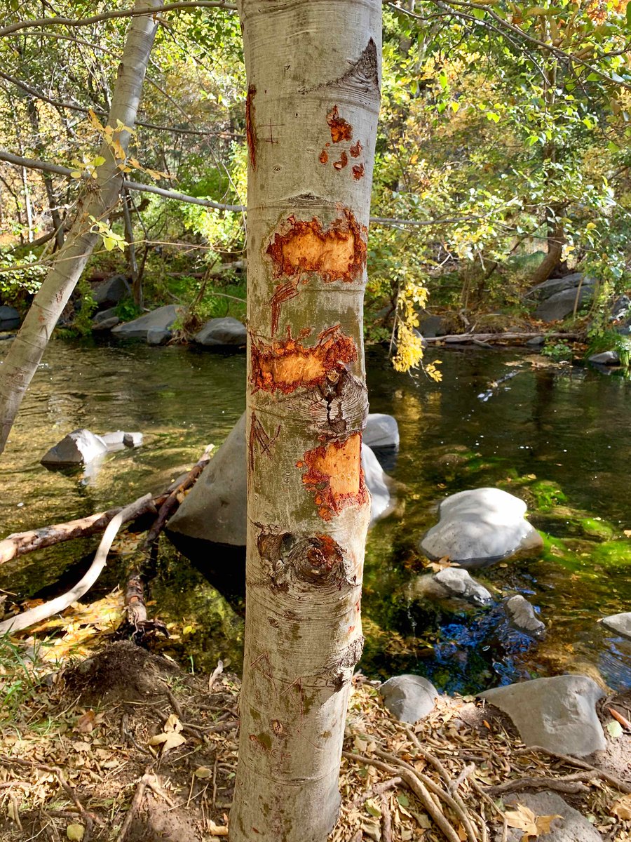 CoconinoNF's tweet photo. If M truly loved T he would not kill trees on her behalf.
Red Rock Ranger District staff and Sedona Friends of the Forest volunteers have noticed an increase in brutal tree carving vandalism along riparian areas such as Oak Creek. https://t.co/zAK5DIBg0V