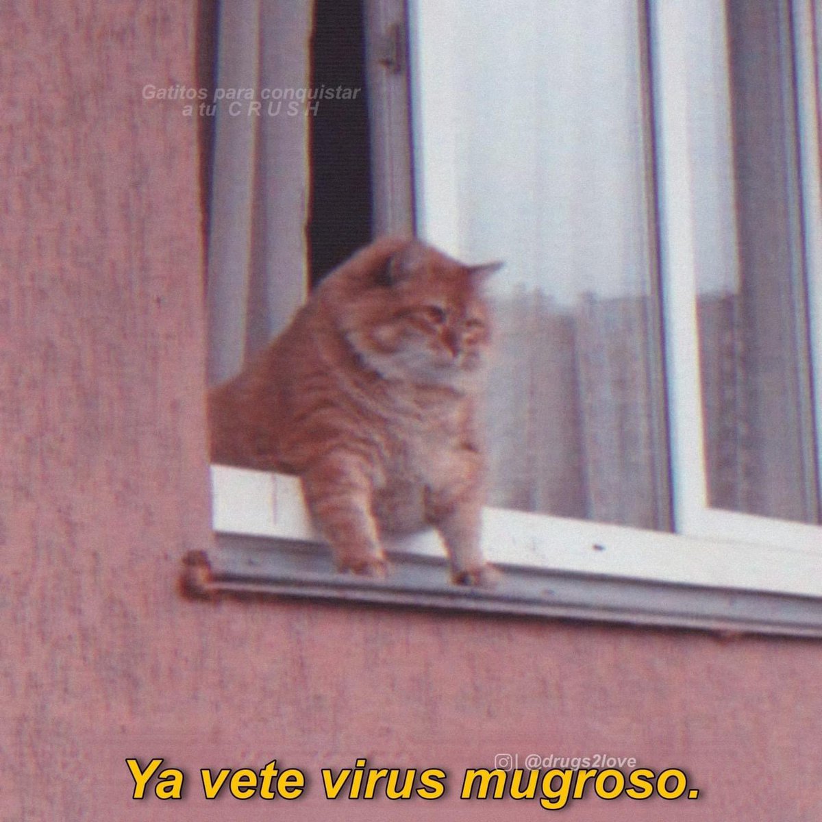 Mandy Candy (Lan’s version) tweet media