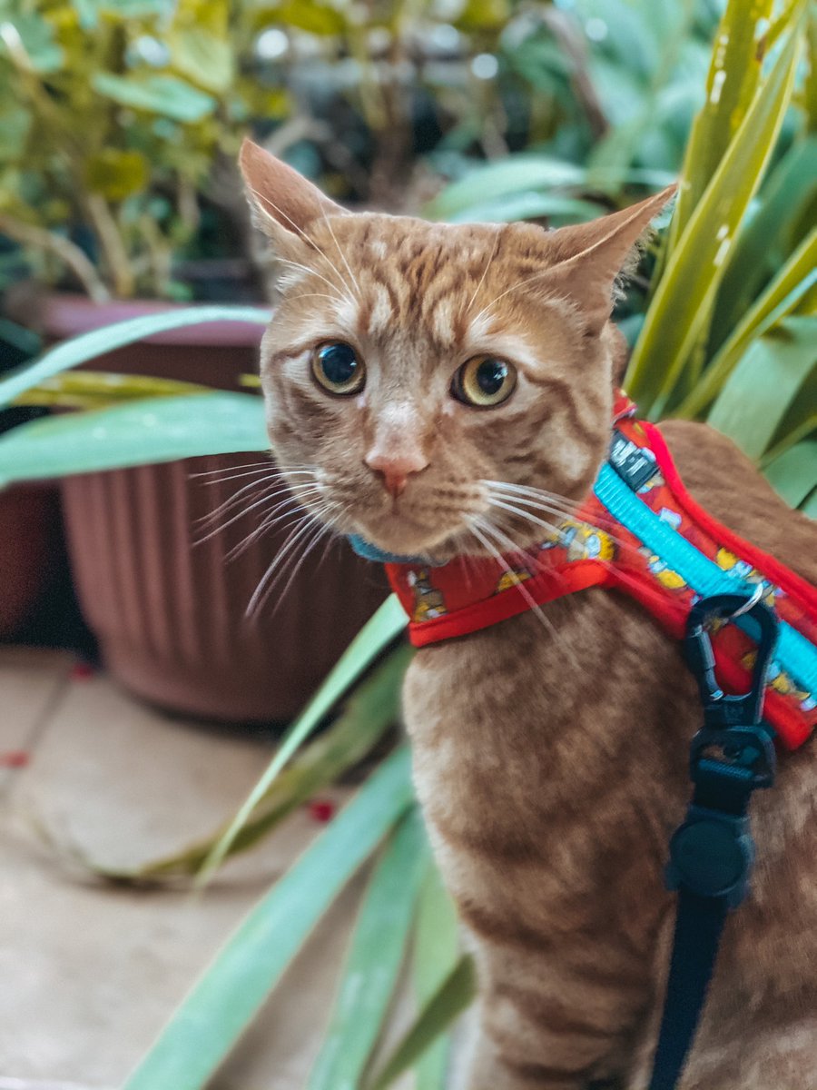 ElMegato's tweet photo. “Ya comiste, paseo, juego y a dormir”... 🙀 ¿Cómo que ya comí? Era una colación Karen ¡¡¡No me gustan esas bromas!!! #UnPoquitoMás #QueEstoyEnCrecimiento
#CosasDeGatos #Megatín #cats #Kareeeeeeeeen
✨ Mi arnés como siempre #Zeedog #TheSimpsons #Bart #ElRojoEsMiColor https://t.co/pv2pmhhl2C