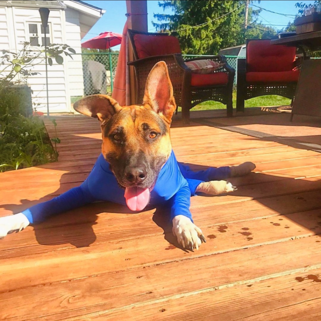 Shed Defender tweet media