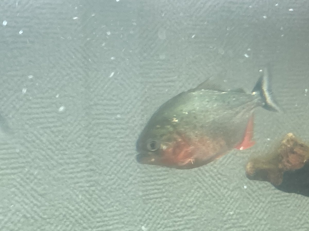 ﾘﾛ氏 Liloshi V Twitter 暗いところにいるとお腹の赤いのが薄くなる 電気つけるとすぐ赤くなる