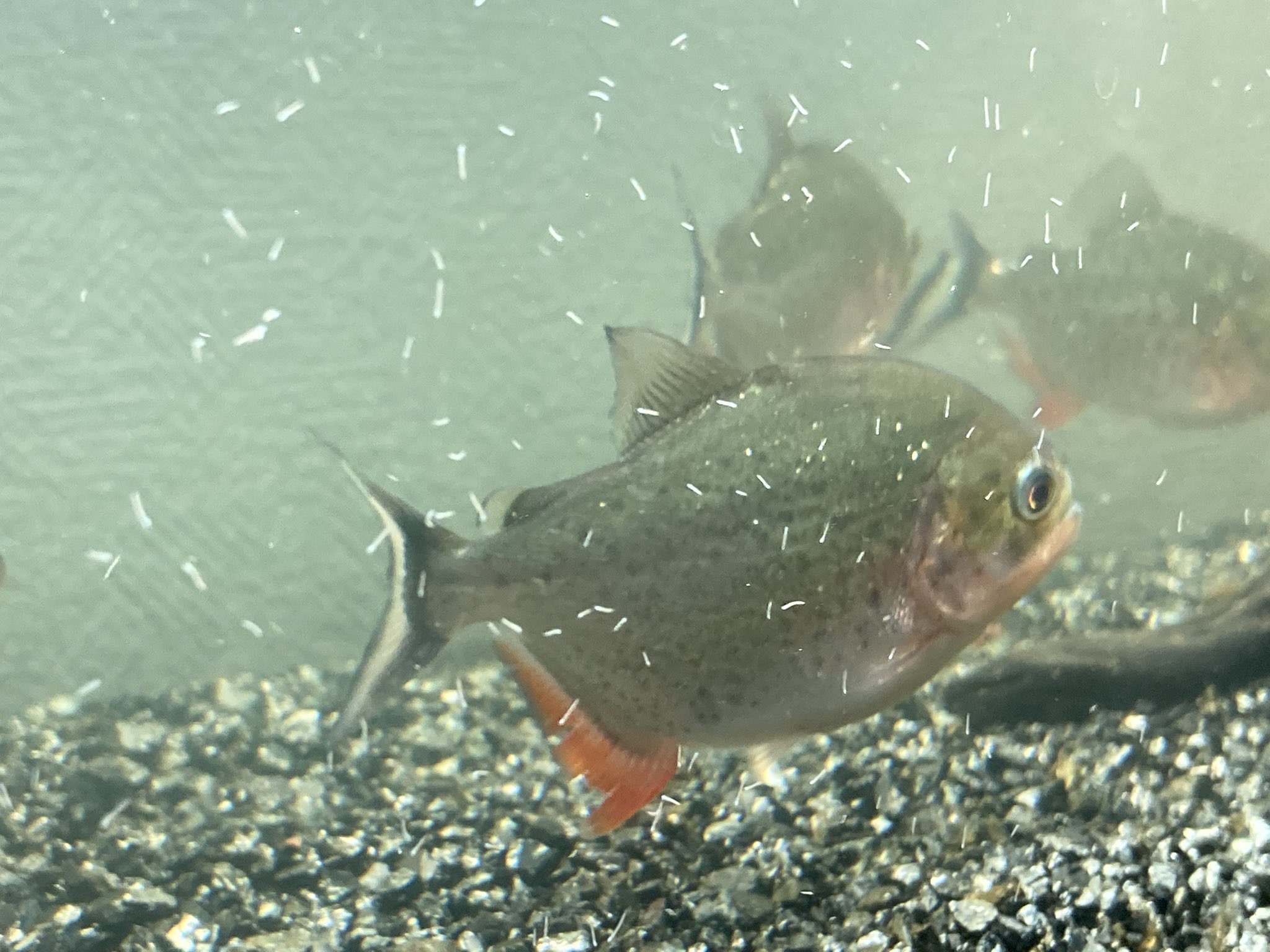 ﾘﾛ氏 Liloshi V Twitter 暗いところにいるとお腹の赤いのが薄くなる 電気つけるとすぐ赤くなる