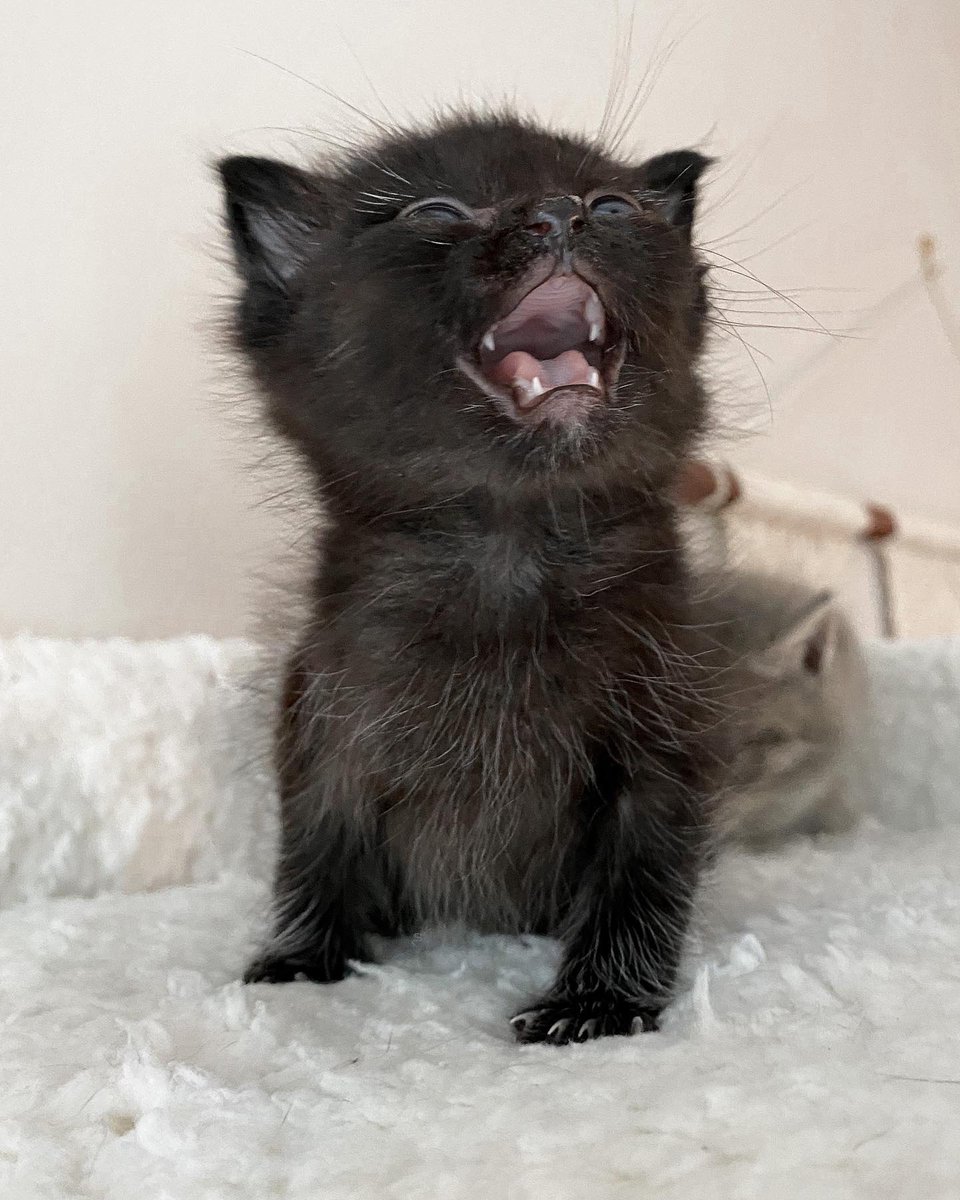 DallasShelter's tweet photo. WOOO HOOO!! FRIDAY IS OVER!!! Foster kitten Zara has a lot to say about the weekend finally being here! What are your plans this weekend? Become a #DASfoster at https://t.co/4tPgHSNvbE. #FosterFriday #BeDallas90 https://t.co/HeqigZDSWR