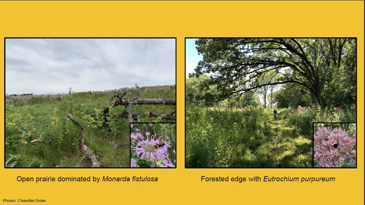 Two RPBB habitat pictures. Left is an open prairie dominated by Bee Balm and a weedy understory. The right is a forest edge with a nice Joe-Pye Weed patch, full of foraging bumble bees. These habitat types were popular with many bumble bee species