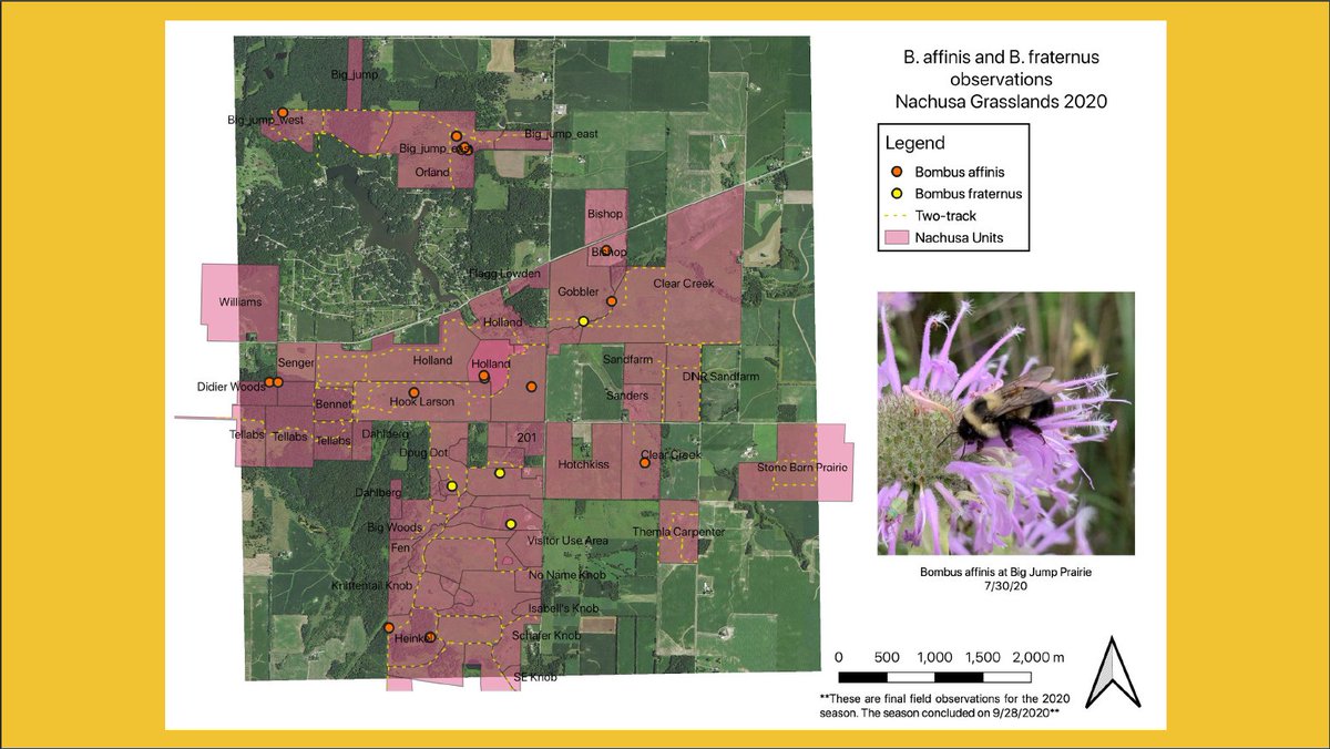 Additionally, I found RPBB across the preserve in differing habitat types. It's nice to know the study species is distributed throughout the whole preserve