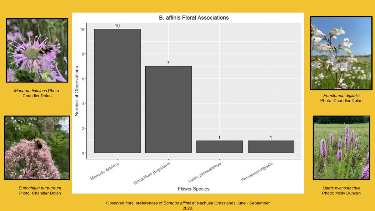 Considering both survey types, I found RPBB on 4 different flowers. Joe-Pye Weed and Bee Balm were a hit!