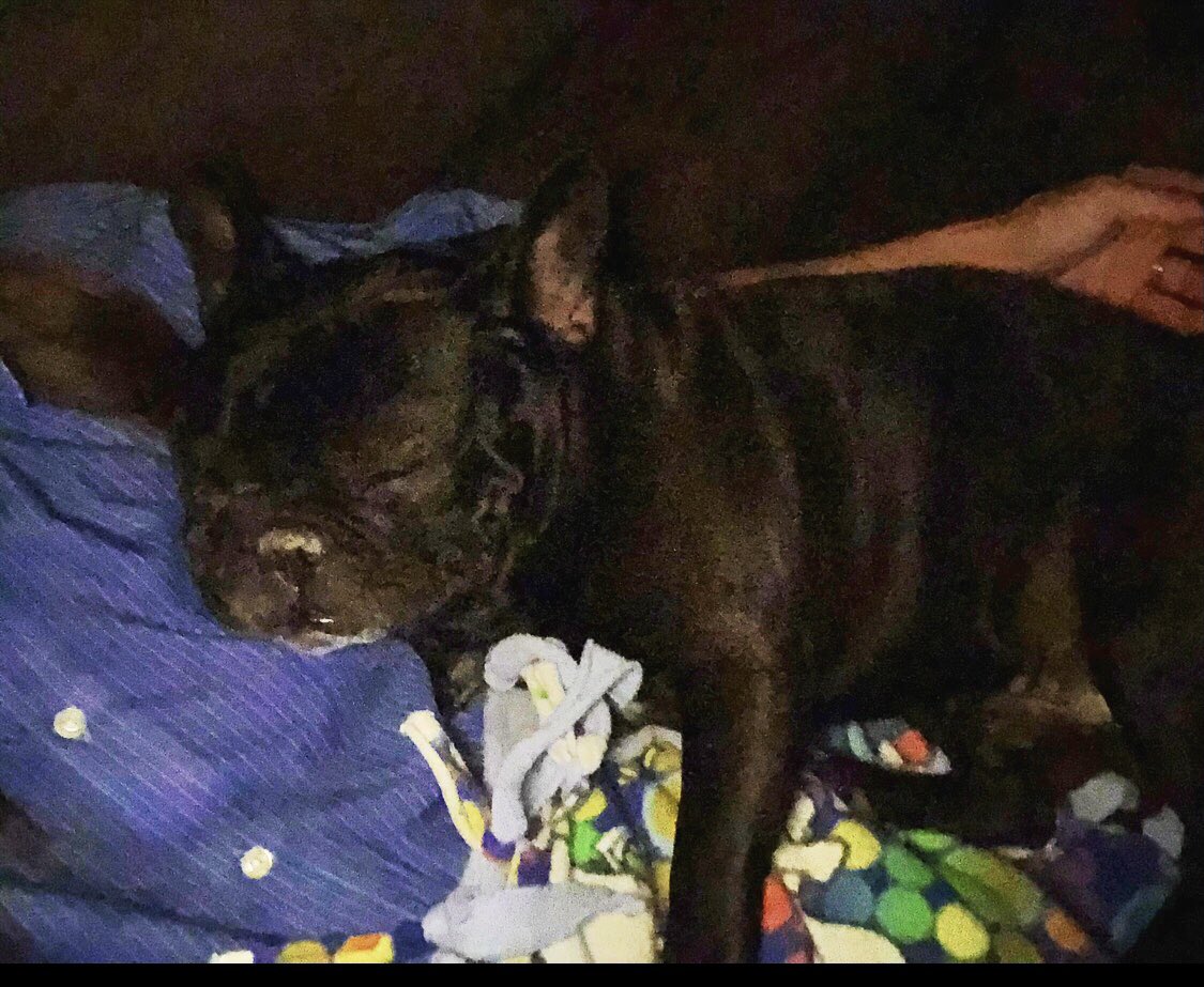 Crowe1421's tweet photo. This guy has waited for Me to lie down all week. Itβs a wild Friday night! #mylilpapi #fridaynight #letsjustcuddle https://t.co/TcMC3KFO5Y