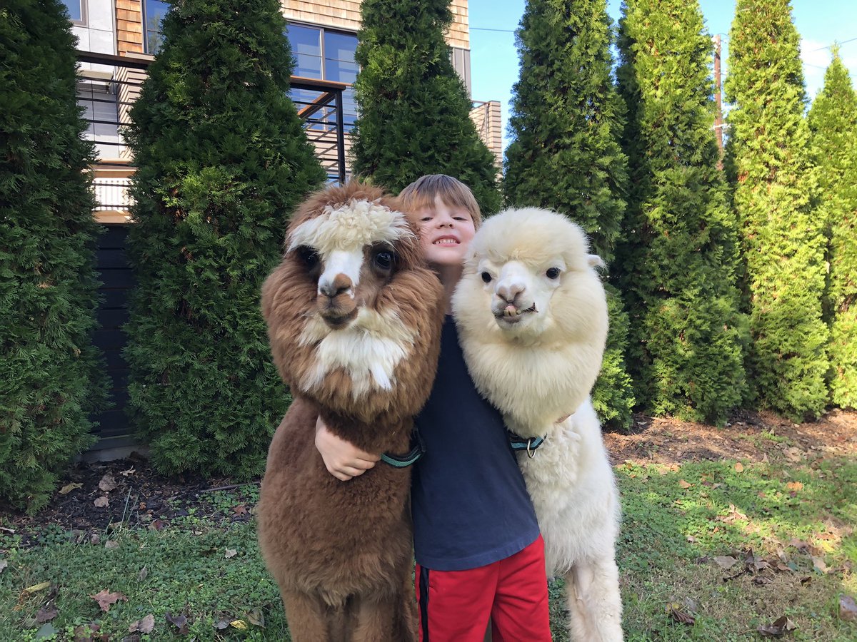 Everyone needs alpacas to brighten their #COVID19 work/school at home year.