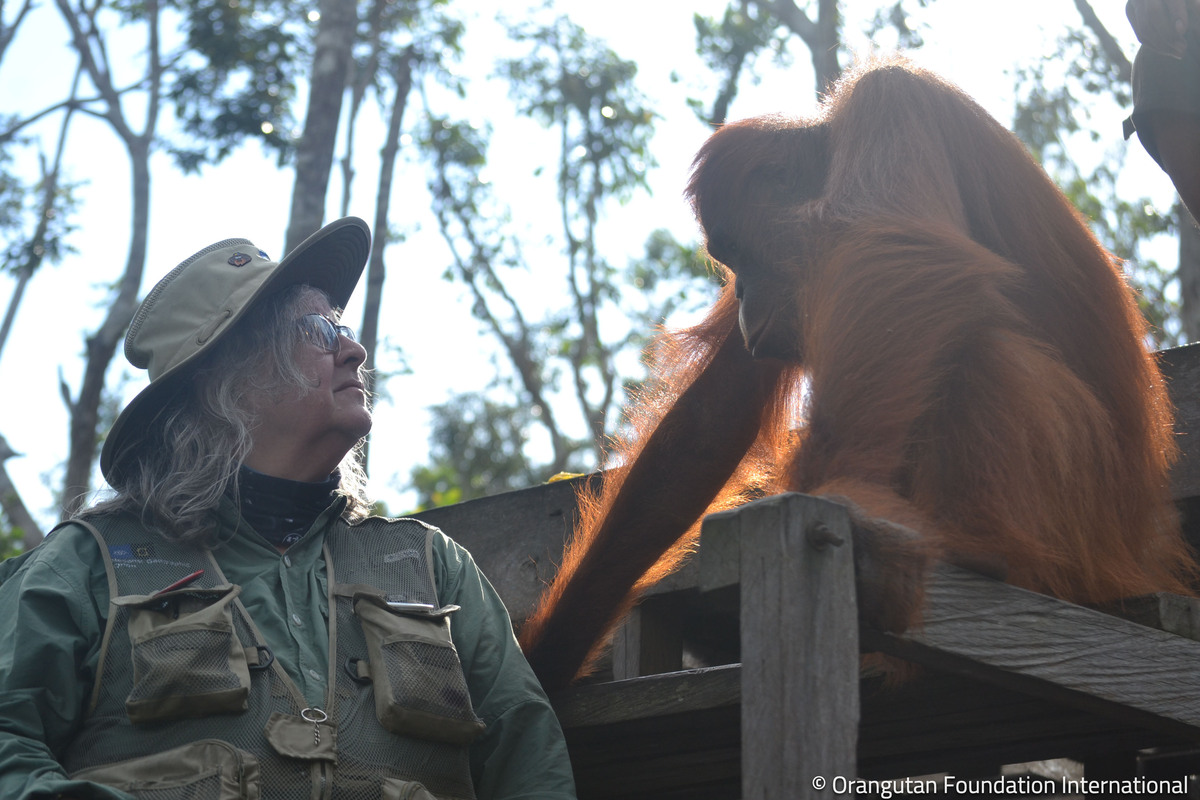 OFIOrangutan's tweet photo. As #OrangutanAwarenessWeek comes to a close, we want to express our deep gratitude to #orangutan #FirstResponder, OFI Founder &amp; President @DrBirute Mary Galdikas. Everything we currently know about orangutans began with her pioneering research, which continues to this day 🙏💚🌳 https://t.co/azYTdBXWWd