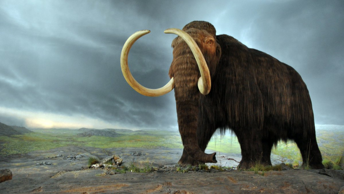 6. The last ice age had just ended, and as the enormous continental glacier that covered the land retreated, great prehistoric beasts moved in.Mammoths and mastodons, ancient caribou, musk ox, and bison roamed the place where lawyers, accountants, and shopkeepers do today.