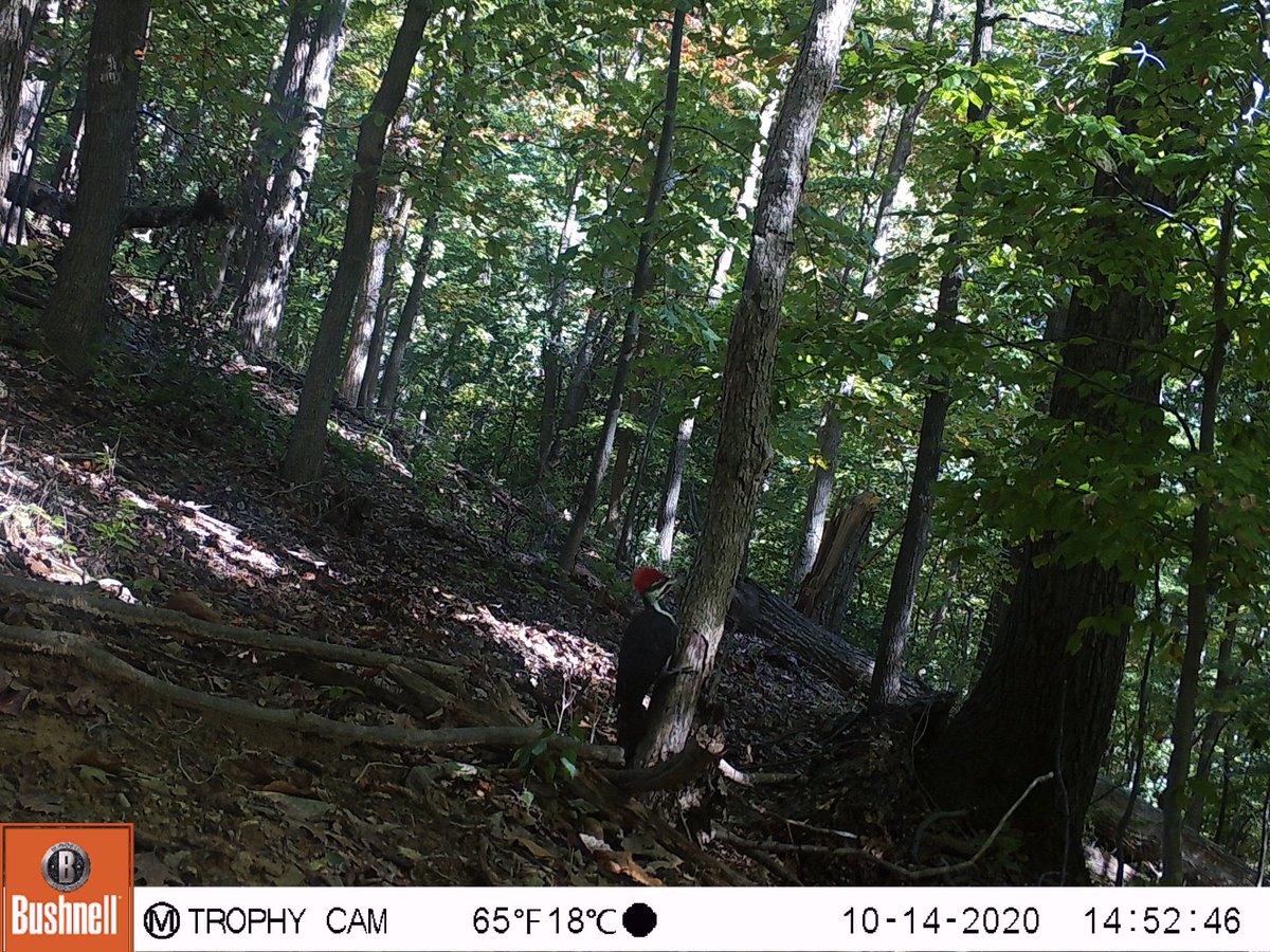 So far, my best #cameratrap bird #urbanwildlife #dcnature #dcwildlife #urbanecology