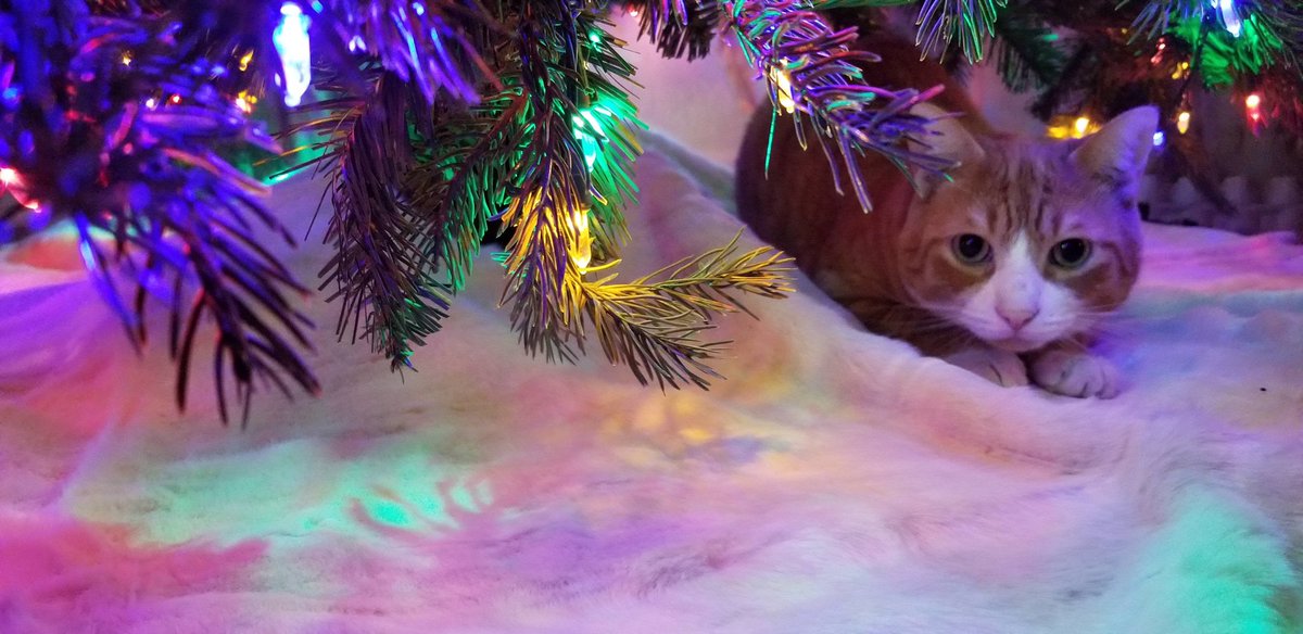 Cats sometimes lie in wait, hoping to ambush Santa from under the Christmas tree.  #CatsHateChristmas   https://imgur.com/WLdyFQx 