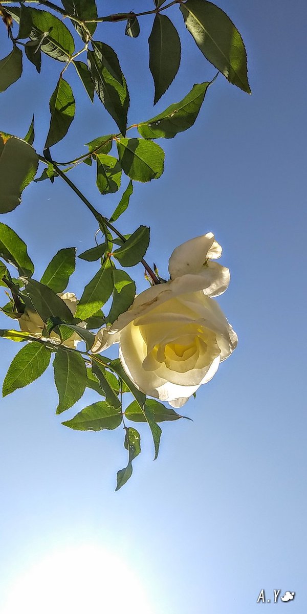 yumeasutw's tweet photo. お日様燦々✨🌹 #バラ の #朝露 がキラキラ寒さが和らいだ土曜日の朝☀️

只今の気温🌡️12℃

本日の最高気温🌡️20℃
晴れ☀️
お昼頃から、北寄りの風が強まる予報です🌬️➰➰👕👖

#イマソラ
#青空 #bluesky
#空の名前
#ジョン・F・ケネディ 🌹
#薔薇 #rose
#花 #flower
#a2020 #a1114 #a202011 #a2020112 https://t.co/jgMYkDrQc2