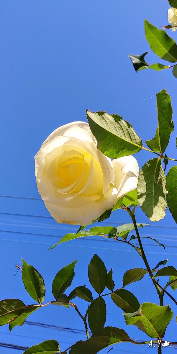 yumeasutw's tweet photo. お日様燦々✨🌹 #バラ の #朝露 がキラキラ寒さが和らいだ土曜日の朝☀️

只今の気温🌡️12℃

本日の最高気温🌡️20℃
晴れ☀️
お昼頃から、北寄りの風が強まる予報です🌬️➰➰👕👖

#イマソラ
#青空 #bluesky
#空の名前
#ジョン・F・ケネディ 🌹
#薔薇 #rose
#花 #flower
#a2020 #a1114 #a202011 #a2020112 https://t.co/jgMYkDrQc2