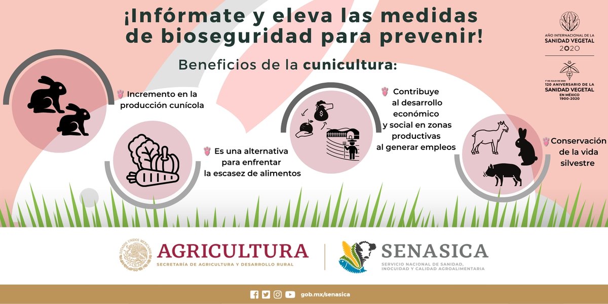 SENASICA's tweet photo. No permitas que la Enfermedad Hemorragia Viral del #Conejo acabe con tus animales 🐰 https://t.co/o6L5CRrWpv