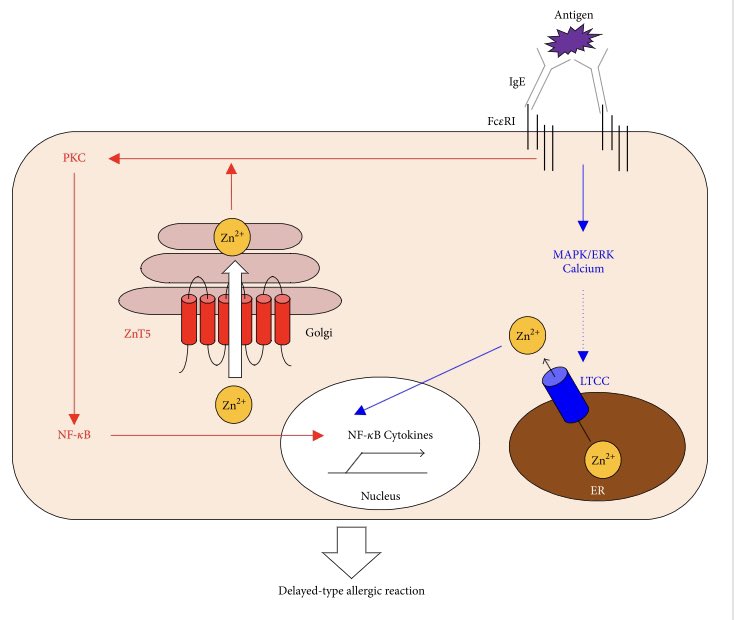 Is by MASS-PRODUCING “ZIP8” (zn transporters)1. Zip8 are HIGHLY available2. Lots of Zinc enters to your cells