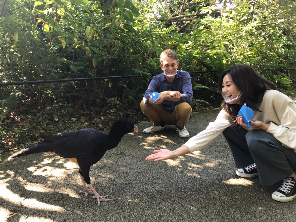 ジリ ヴァンソン 明日は 幼稚園生声 おきなわもんどうぉ か 明日は ネオパークオキナワの珍しい かわいい 愛おしい 美しい かっこいい動物達に 我々同様沢山癒されてください O オキナワモンドウォーカー 毎週日曜日08
