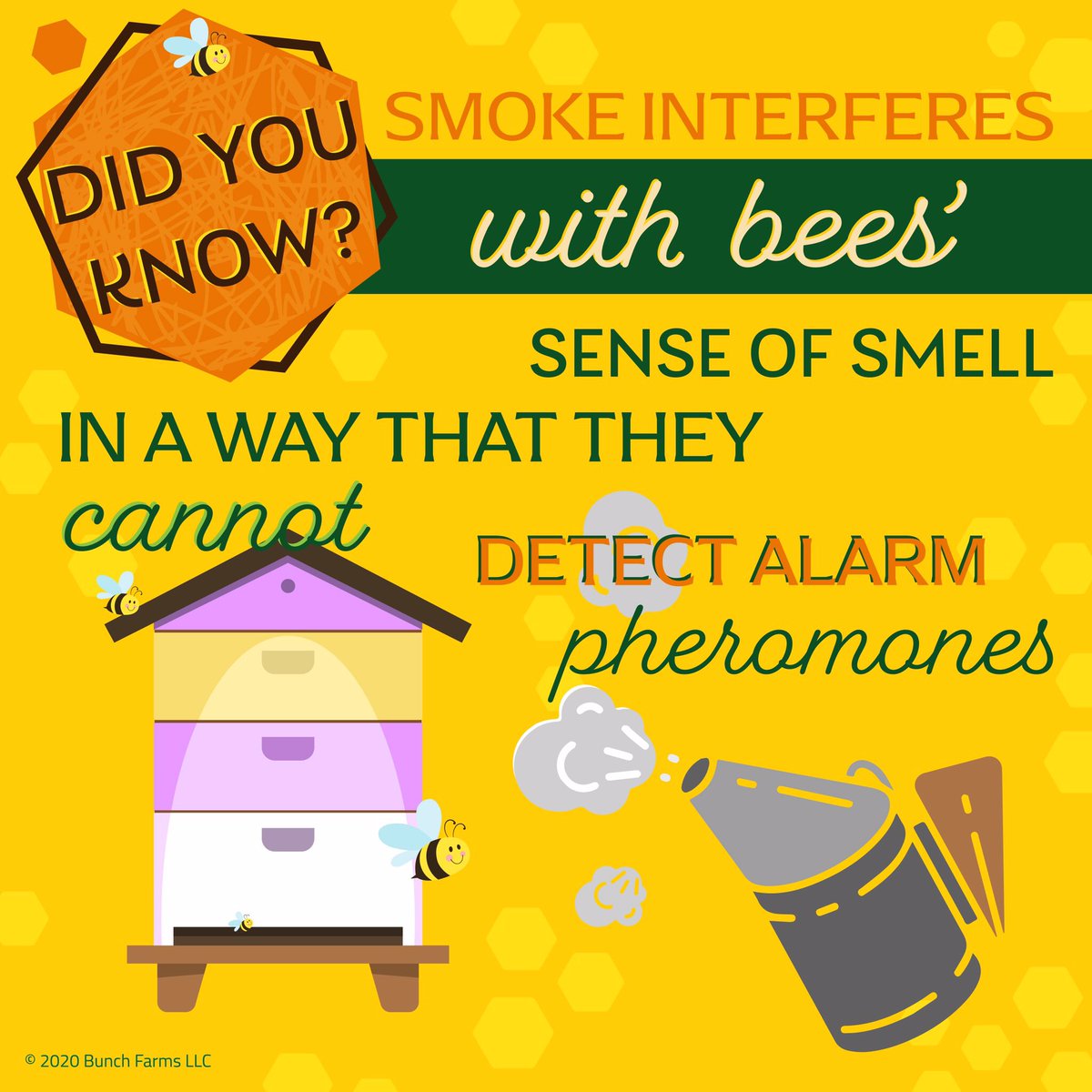 BunchFarms's tweet photo. 🍯🐝 use their antennae to touch &amp; smell. When using smoke during hive inspections, it inhibits bees’ ability to detect the alarm pheromone, therefore making them less likely to sting &amp; easier to handle. The smoke loses its effect within 10 minutes.

#bunchfarms #besthoneyinmiami https://t.co/MbUBcqCyi7