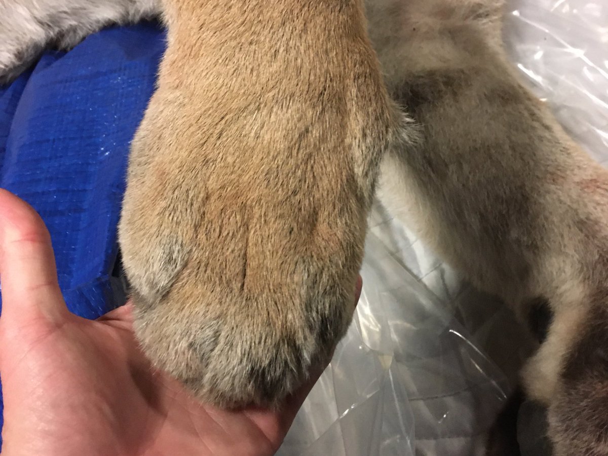 RENewberry's tweet photo. I think museum objects have souls. Anyone who has worked with me @sciencemuseummn knows I talk to objects. Today we took in a cougar, sadly hit by a car. She gets another life now, adding data about the species range in Minnesota. We have so much to chat about 😽 https://t.co/HwcEojyb1k