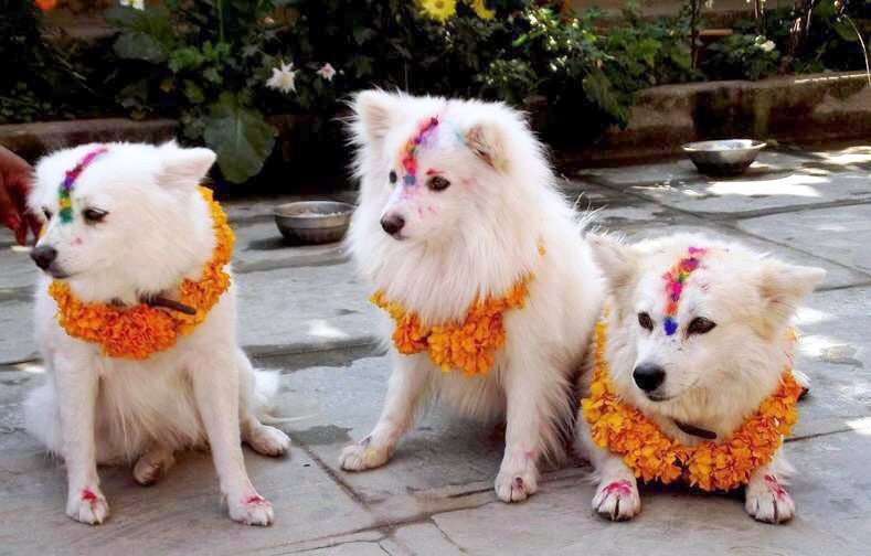 Nepali_keti's tweet photo. 2nd day of Deepawali is known as Kukur( Dog)puja. On this day, dogs are offered treats &amp; worshipped by placing a tika &amp; garlands. This day marks the special relationship between humans &amp; dogs,where dogs r thanked &amp; celebrated for their loyalty, service &amp; companionship. https://t.co/dfoiB9PeVN