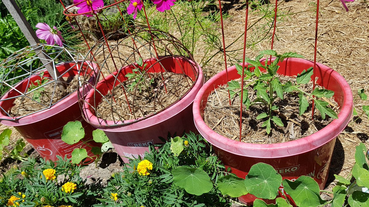 weezmgk's tweet photo. 3 backup RdMs in pots are doing ok. #garlic2020 will be harvesting in a couple of weeks. Harvesting some onions &amp; leeks now. Oregano and other herbs are begging to be cut back &amp; dehydrated for the winter kitchen. https://t.co/F99FbjmEu2