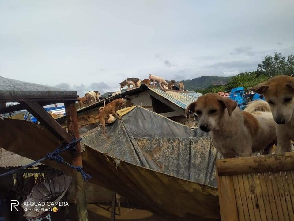 maeumihana's tweet photo. These fur babies also needs help. Kindly rt🙏🏻🙏🏻🙏🏻 #RescuePH #GMANews #CagayanNeedsHelp #ABSCBNNews #RESCUEPHTUGUEGARAO #RescuePHIsabela https://t.co/TFLi5V2Grp