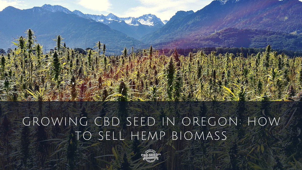 CBDSeedCo's tweet photo. Tips for selling hemp biomass for Oregon farms: https://t.co/v6kerVaxvM https://t.co/23orbWakCF