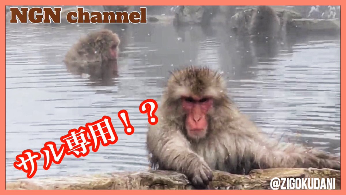 Nagano Channel おはようございます 寒くなってきましたね 長野県には猿 が入るお風呂 があるんですよ その名も 地獄谷 どんな名前だよって名前ですが 猿たちはお風呂に入りに来ます 是非そんな可愛い猿を見てください 山ノ内町 地獄谷 Nagano Channel おはようございます 寒くなってきましたね 長野県には猿 が入るお風呂 があるんですよ その名も 地獄谷 どんな名前だよって名前ですが 猿たちはお風呂に入りに来ます 是非そんな可愛い猿を見てください 山ノ内町 地獄谷