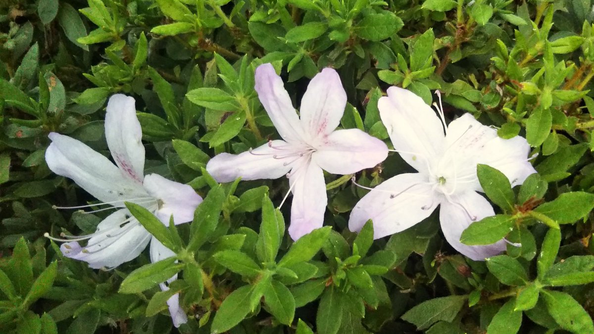 星の花 いわき On Twitter 暖かい小春日和で つつじの花が咲いております もみじも3色のグラデーションに 明日は定休日でございます よろしくお願い致します いわき四倉 空ネット クラフトカフェ 季節感