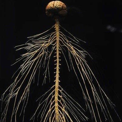 Over time the brains grew to infect more people and trap their form into corporeal state for as long as they could last. They spread out tendrils into all musculature and organs, soon taking over the processes for life and planting their seed in sperm and egg to reproduce with us