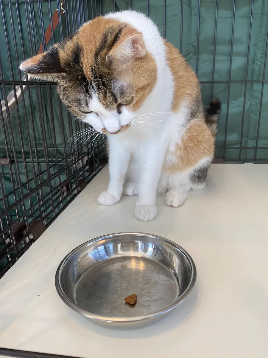 すごく甘え上手な猫！あえてごはんを一粒だけ残す理由が可愛すぎる！