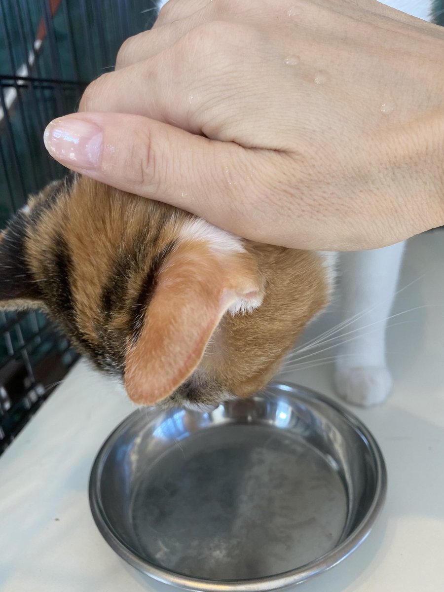 猫さんのこだわり カリカリを一粒だけ残しておく 奥ゆかしい褒め待ち行動の愛しさ 可愛さに仰け反った Togetter 猫さんのこだわり カリカリを一粒だけ残しておく 奥ゆかしい褒め待ち行動の愛しさ 可愛さに仰け反った Togetter