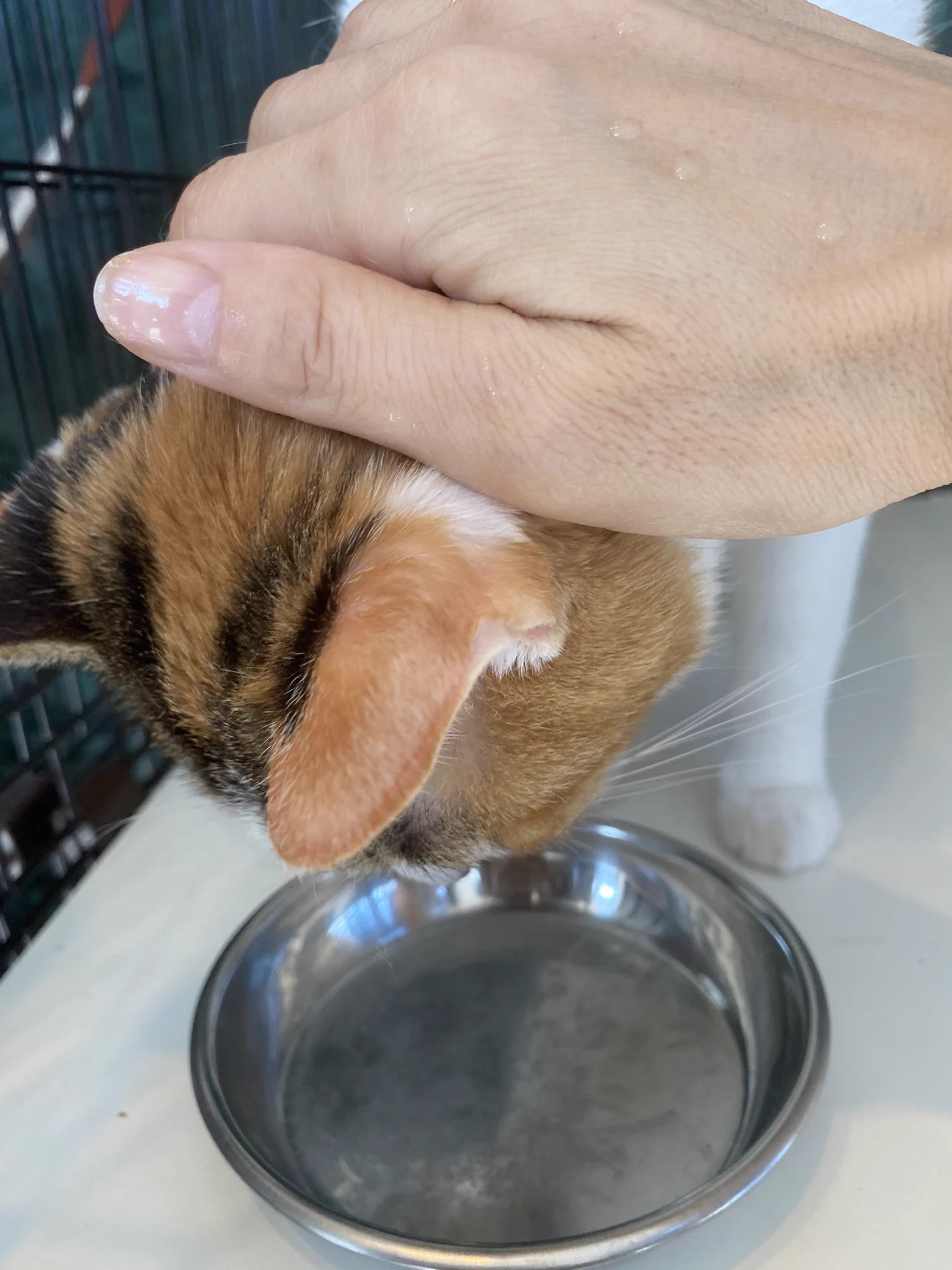 すごく甘え上手な猫！あえてごはんを一粒だけ残す理由が可愛すぎる！