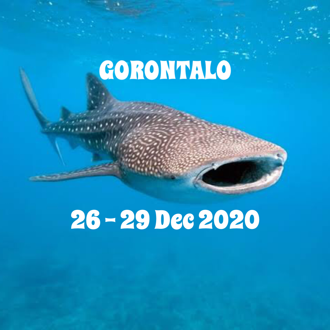 Gorontalo 4D3N
26 – 29 December 2020
Rp.4.100.000
Include: land transport, resort, dive 7x, tanks, weight, guide, lunch
Exclude: return flight, dive gear, dinner, personal expenses, insurance, tipping
