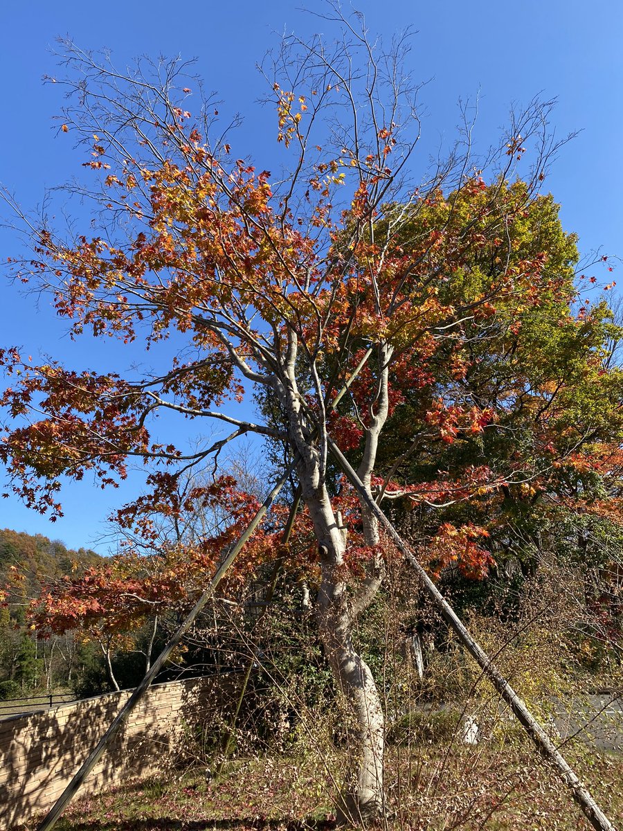 たびの邸宅 本日の蔵王山水苑ゲート前 紅葉も残りわずかですね たびの邸宅 たびの民泊 各施設で最後の紅葉と温泉をお楽しみください たびの邸宅 たびの民泊 蔵王山水苑 紅葉 貸別荘 コテージ Gotoキャンペーン 仙台宮城すずめのお宿