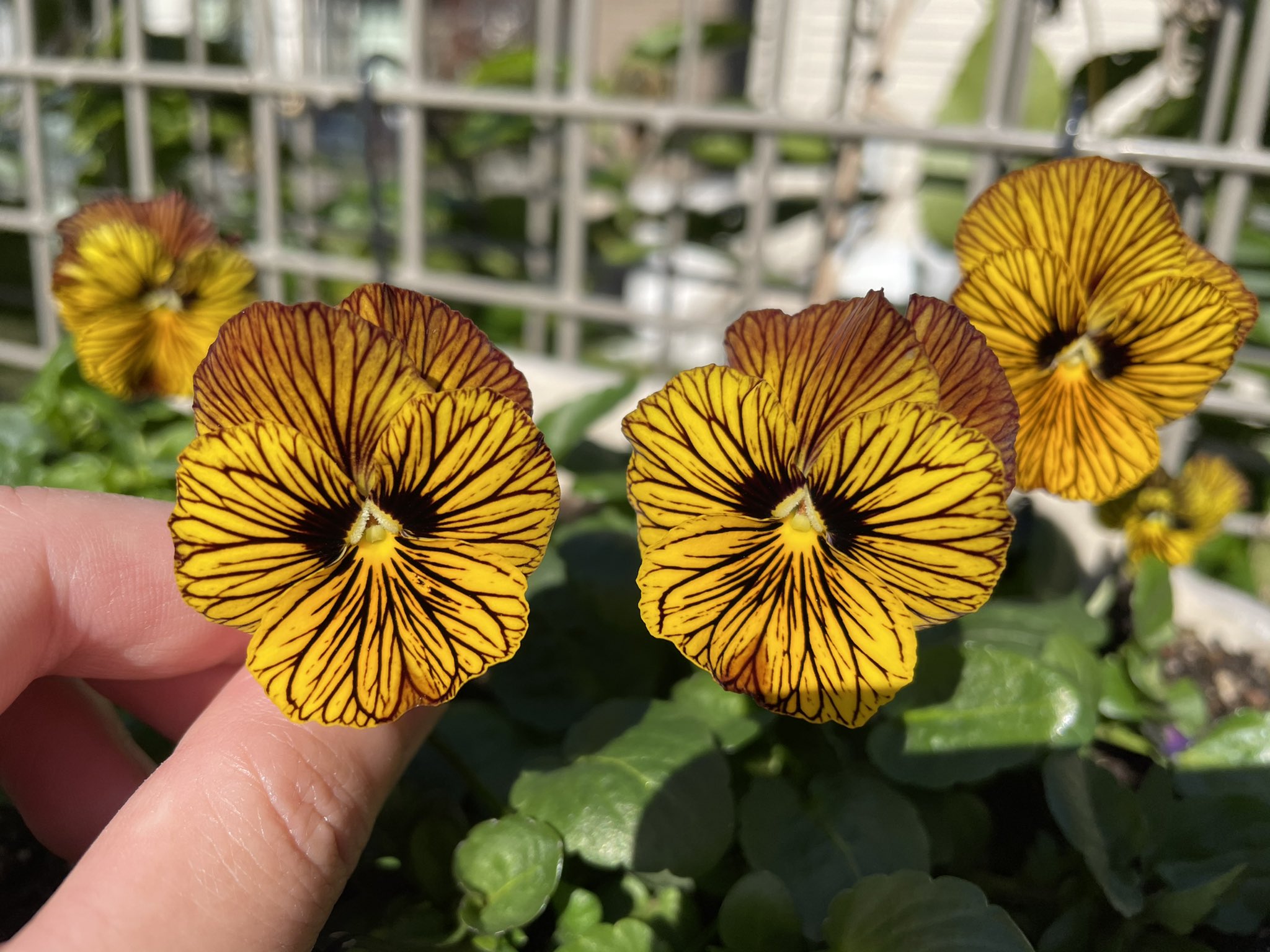 Ma Mo 気持ち悪い柄のビオラ 花が増えてきた T Co Clo0es5ekl Twitter