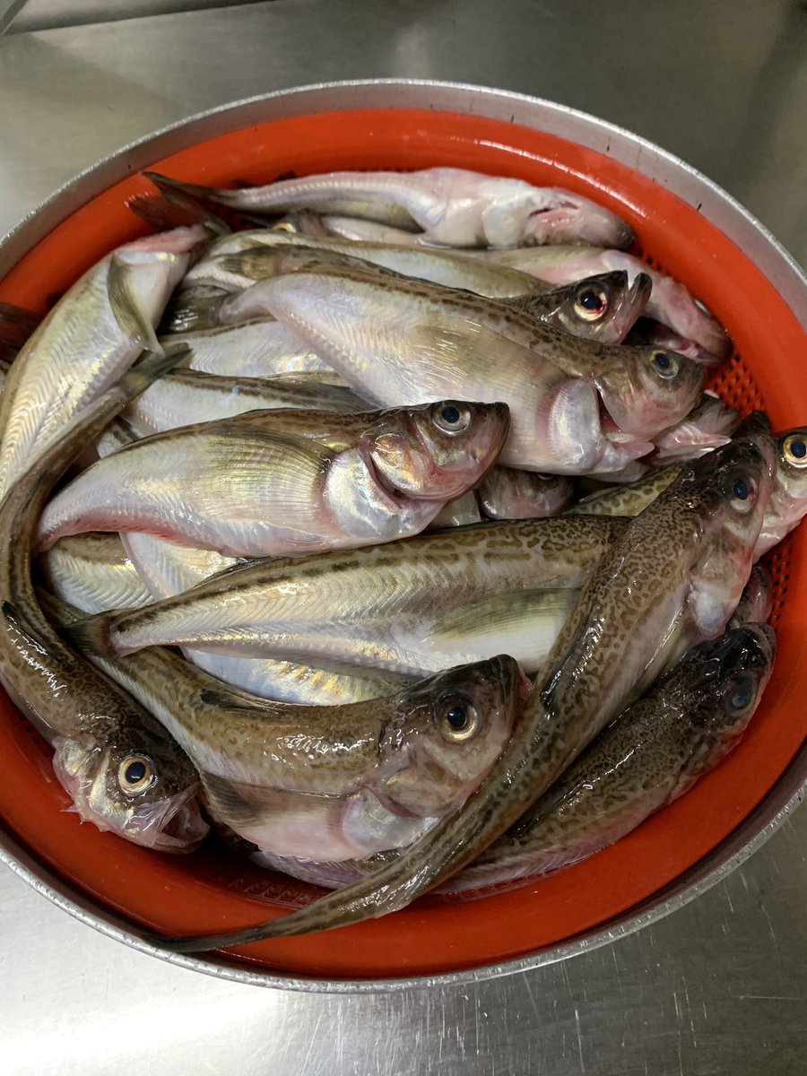 寿し魚勢 11 14 土 ハタハタ 本日のおすすめは ハタハタ 素焼き 田楽 湯あげ お好きなので どぅ ぞ ハタハタ 庄内浜産 酒田 飲食店