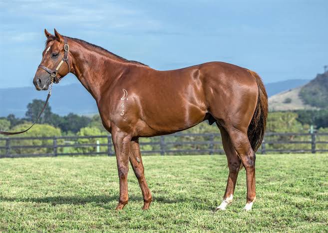 NewgateFarm's tweet photo. Really proud of Capitalistโผ๏ธ
He is now the leading 1st season sire by earnings. It has been a big month for him...
1st Victory Vein Plate
2nd Merson Cooper
2nd Max Lees Classic
3rd Maribyrong Plate
4th Golden Gift
With 4 different horses. ๐ฅ๐ฅ๐ฅ๐ฅ https://t.co/8lA3T6xlkX