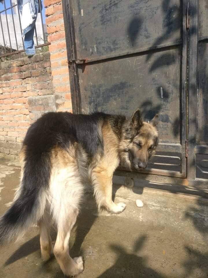 Happy wala tihar to you my dear friend always comes true your wish and fulfil your desires love you bro ❣ ❣