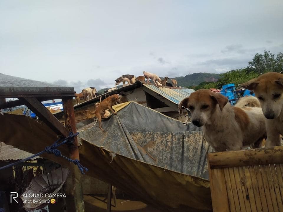 PhilstarNews's tweet photo. DOGS NEED HELP TOO! 📣

The San Mateo Pound in San Mateo, Rizal has been destroyed by #UlyssesPH, and are now in need of help to take care of their dogs.

The pound is in need of dog food, bowls, containers, blankets, trash bags, and cleaning materials.

📷FB/AKF https://t.co/JdBl1Z555p