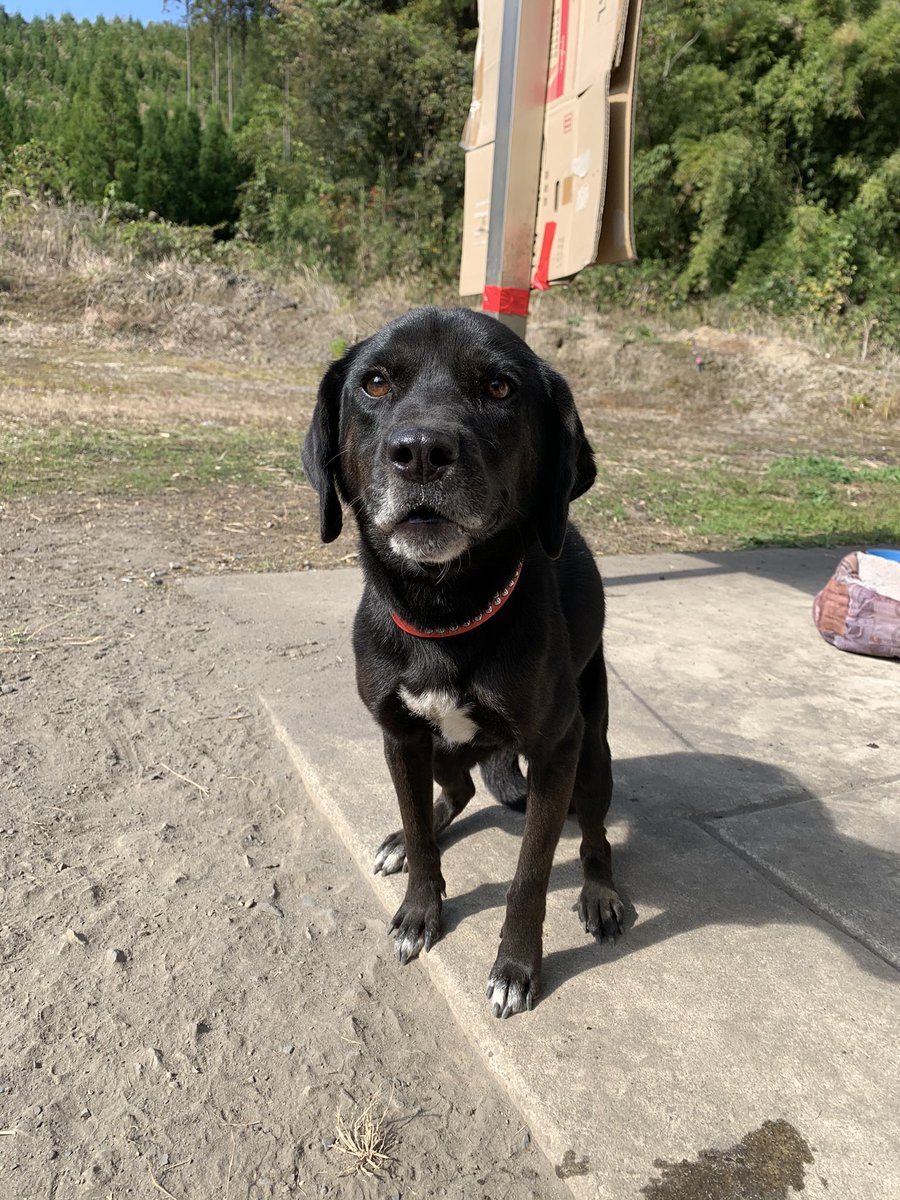 新城 うちに来た迷い犬です 引き取り手を探しています とても人懐っこくてうちに迷い込んだ時からおすわりとか待てとか覚えてました